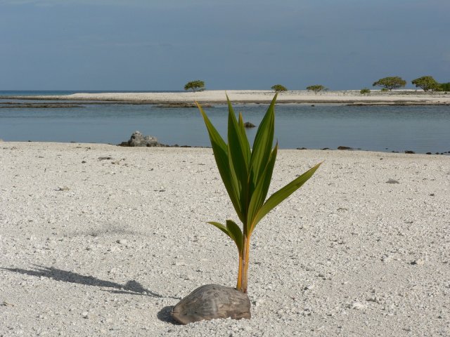 117- Futur cocotier sur cet ilot desert 